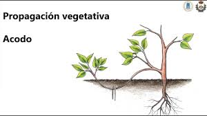 vegetativa acodo