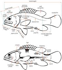General Fish Features Fish Identification Information