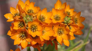 orange flowering plants