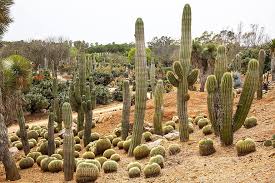 Der botanische garten des kit. Kaktus Garten Mallorca Botanischer Garten Sukkulenten Natur Trocken Pikist