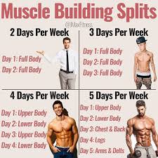 gym basics 1 common training splits