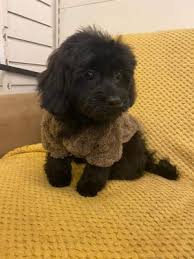 shih poo dogs and puppies in