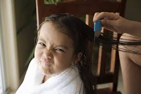 head lice in the uae