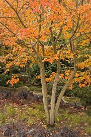 15 Fast Growing Shade Trees For Dappled