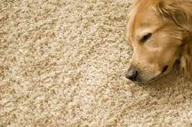 carpet upholstery cleaning st cloud