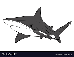 shark tattoo royalty free vector image