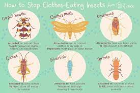 control and identify bugs that eat clothes