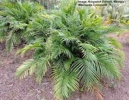 top 17 small or dwarf palm trees with