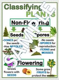 Plant Anchor Chart Worksheets Teaching Resources Tpt