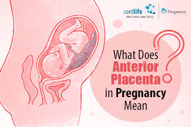 anterior placenta in pregnancy mean