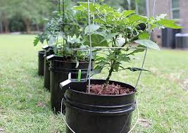 8 Automatic Plant Watering Systems To