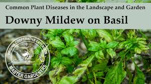 downy mildew on basil common plant