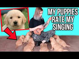 Now easily browse the cutest high new puppies & dogs are added daily so please make sure that you follow us on your favorite. Singing To My 6 Puppies So Cute You Will Cry Youtube