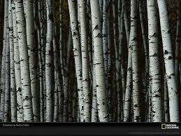 Birch Tree Canada Hd Wallpaper Pxfuel
