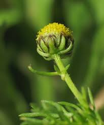 Matricaria aurea (Golden Mayweed) : MaltaWildPlants.com - the ...