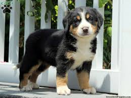 Greater Swiss Mountain Dog Puppies For Sale Price