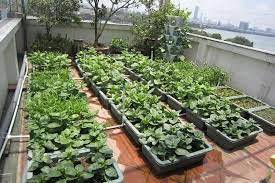 Rooftop Vegetable Gardening The