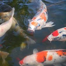 Best Types Of Pond Fish For Outdoor Ponds Big Small Fish