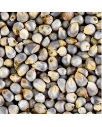 organic millets bajra seeds reesha