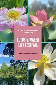 Lotus And Water Lily Festival