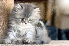 #made with tumblr #gif #youtube video #fluffy kitten #cat gif #cute animals #cute pet club #ragdoll #himalayan #chinchilla #birman #kitten #playing #watch #free stuff. Fluffy Kitten Grey Tabby Kittens Cute Baby Animals Baby Animals