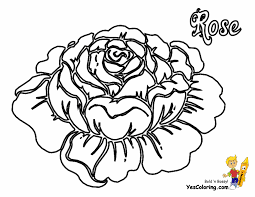 This coloring page belongs to these categories: Sweet Rose Flowers Coloring Pages 26 Free Rose Coloring Pages