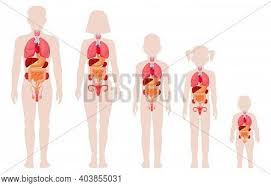Mybodygallery is changing the way women see themselves one photograph at a time. Human Anatomy Organs Vector Photo Free Trial Bigstock