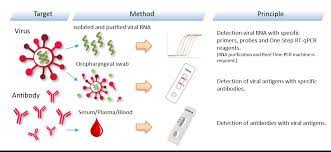 covid 19 sars cov 2 rapid detection