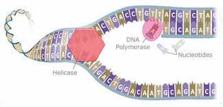 Image result for dna replication