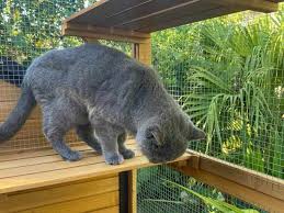 Cat Balcony Enclosures The Safe