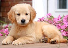 If you would like to be on the waiting list contact me. Golden Retriever Puppies For Sale Near Me Hoobly
