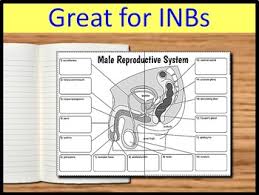 A complete study guide}, author={e. Male Reproductive System Big Foldable For Interactive Notebooks Or Binders