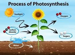 Photosynthesis Diagram Vector Art Stock