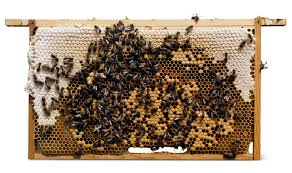 beehive facts where do bees live