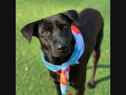 Unfortunately, we aren't able to answer inquiries about adoption pending animals. Adopt A Pet From Odenton Severn Area Shelters New Dogs Cats Added This Week Odenton Md Patch