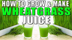 how to grow make wheatgr juice at