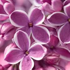 Bunga memang memiliki aroma yang wangi. 8 Tanaman Bunga Beraroma Harum Untuk Halaman Rumah Apa Saja Halaman All Kompas Com