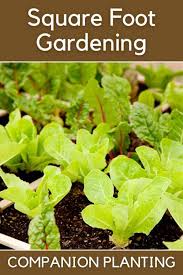 Companion Planting Tips For Your Square