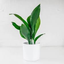 Popular House Plants And How To Care