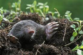 eradicating moles from garden