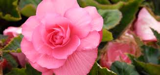 How To Grow And Care For Begonias Bunnings Warehouse