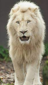 white lion king lion white