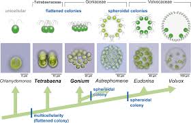 Embryogenesis In Gonium And Tetrabaena