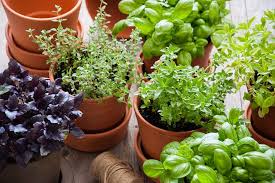 Growing Herbs Inside Is Easy And
