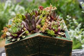 50 Popular Types Of Succulents With