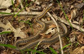 Western ribbon snake, garter snakes. Eastern Gartersnake Eastern Garter Snake Mdc Discover Nature