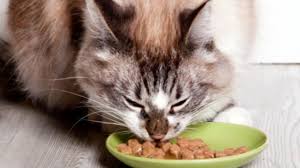 best food for cats with diabetes petmd