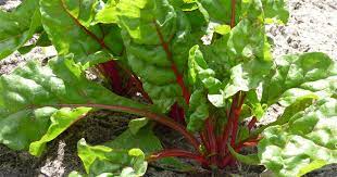 swiss chard superfood of the month
