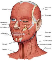 Because the muscles are used to show surprise, disgust, anger, fear, and other emotions, they are an important means of nonverbal communication. Human Head Definition Of Human Head By Medical Dictionary