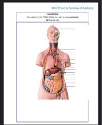 The 4d vision human torso anatomy model is a great study aid. Solved Bio 201 Lab 1 Overview Of Anatomy Torso Model Ta Chegg Com